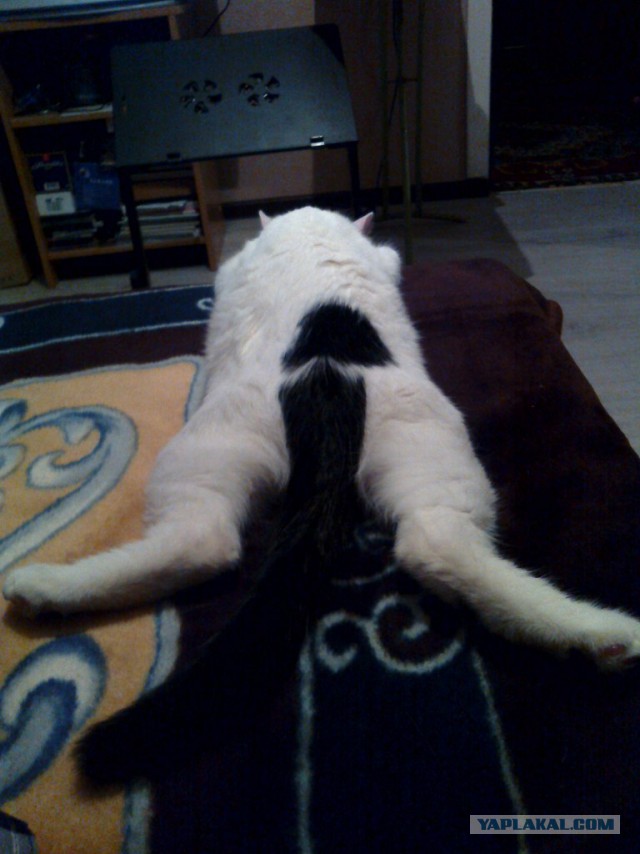 Котовторник 27.5.2014