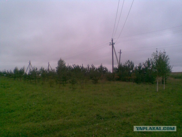 Мои грибочки...