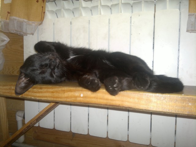 Котовторник 09.09.2014