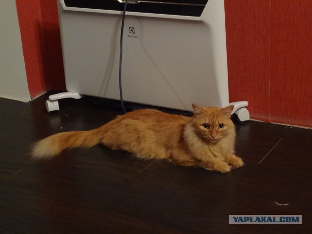 Котовторник 21.10.2014