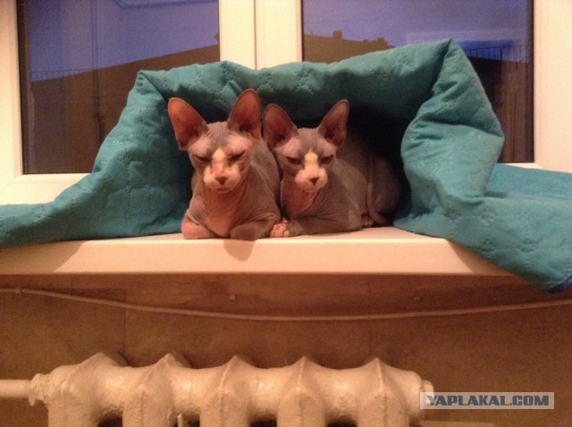 Котовторник 18.11.2014