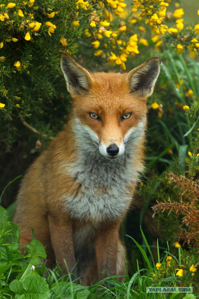 Лисы