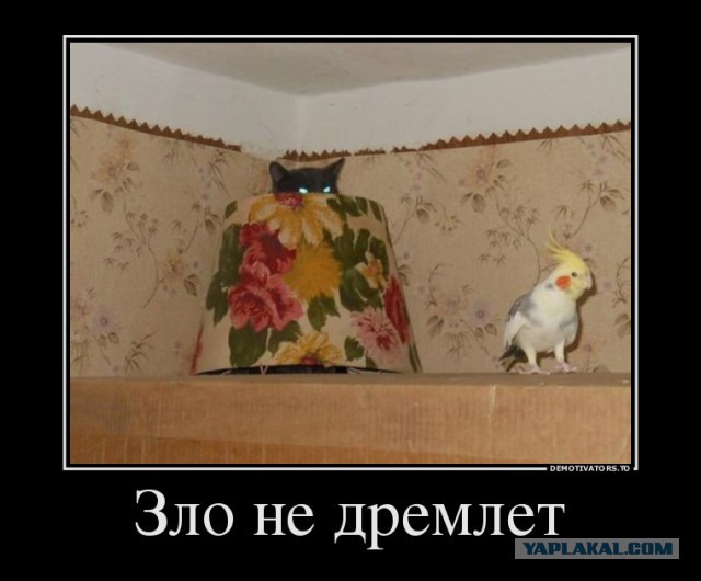 Давно демотиваторов не было