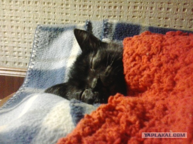 Коты, постигшие искусство сон-фу.