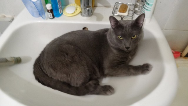 Котовторник.