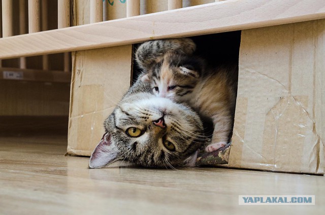 Котовторник 12.05.2015