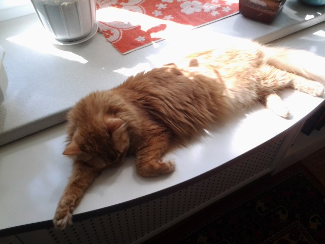 Котовторник