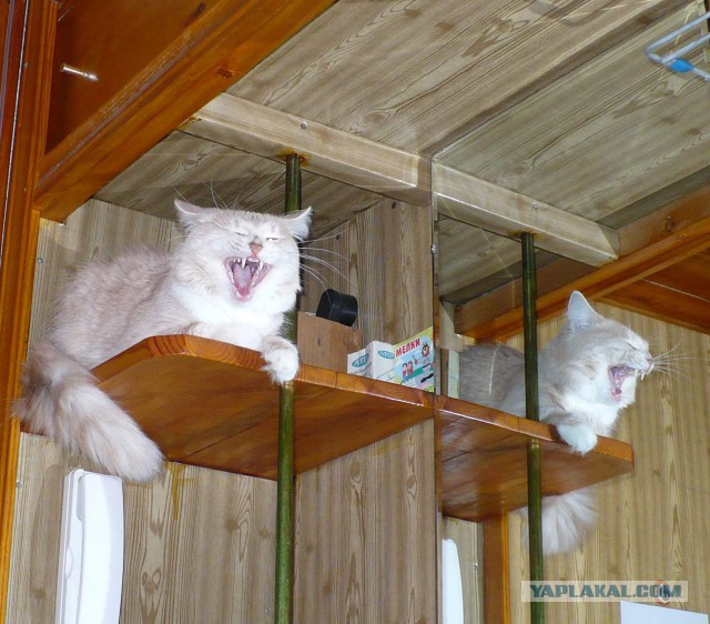 Война с котом.