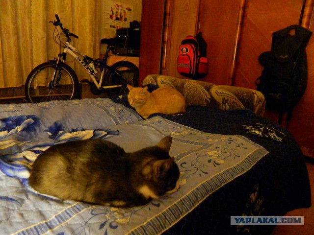 Котики