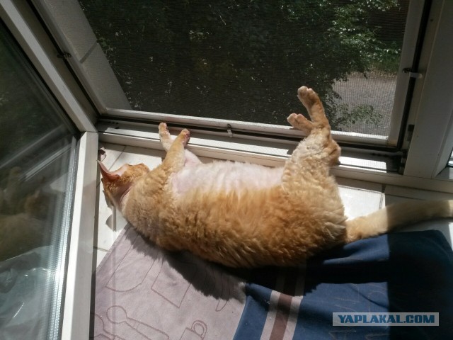 Котовторник