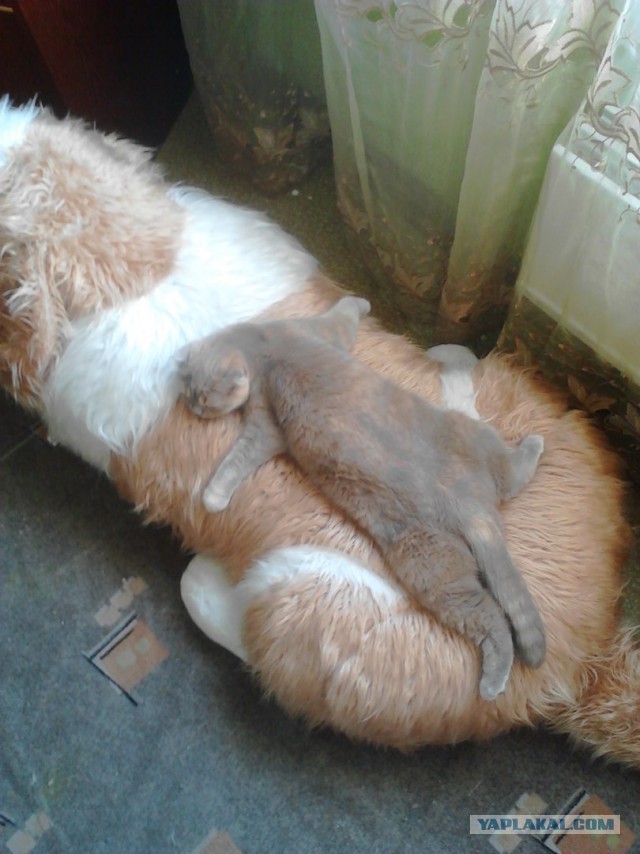 Котовторник
