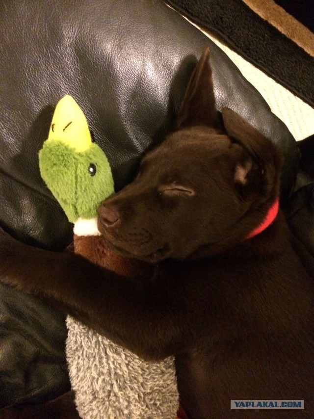 Собакочетверг