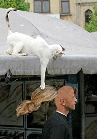 Коты, кошки, котята