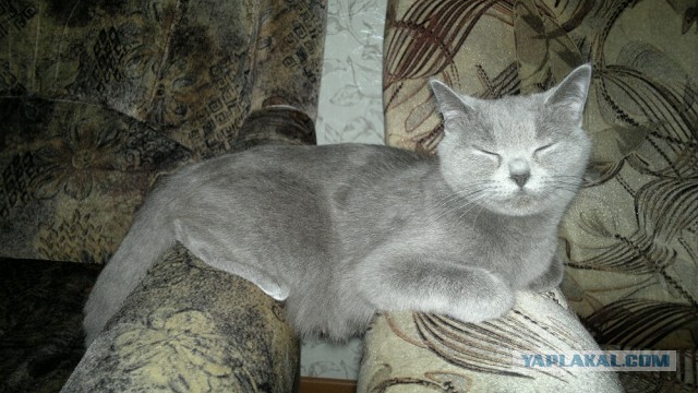 Котовторник 16.02.16
