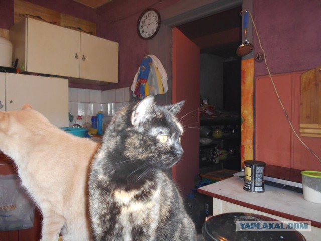 Жизнь домашнего приюта для котеек 108