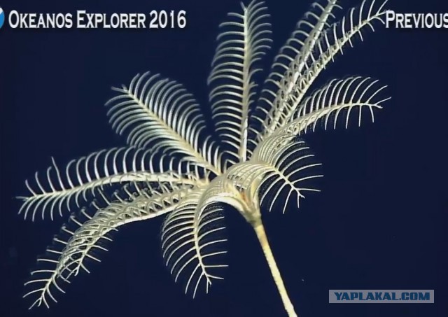 Началась онлайн-трансляция происходящего в самом глубоком месте Земли