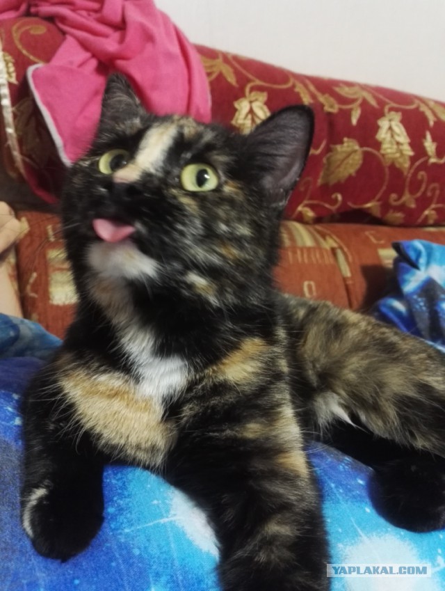 Котовторник 30.08.2016