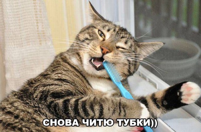 Прикольные животные