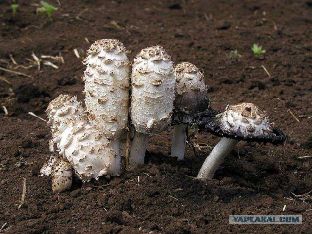 Пост про грибы (черные лисички)