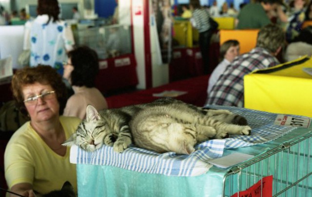 Коты из сети