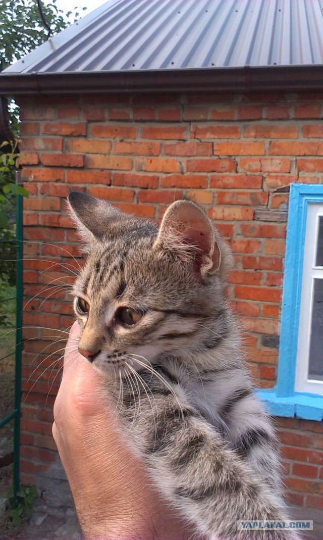 Собака нашла котейку.