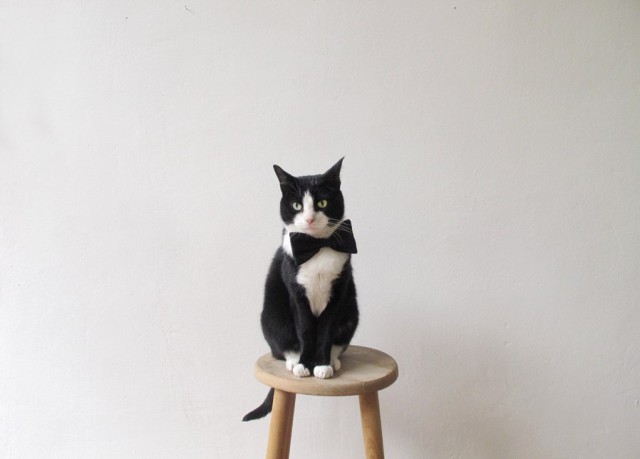 Коты и Кошки