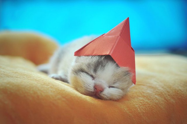Коты и Кошки