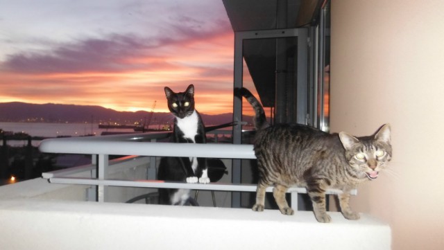 Коты и Кошки