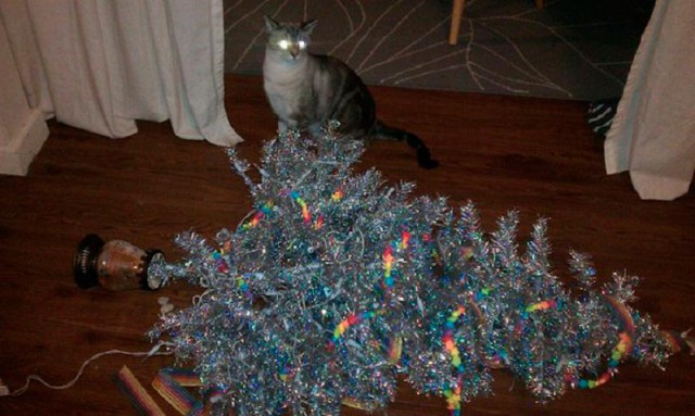 Коты и Кошки