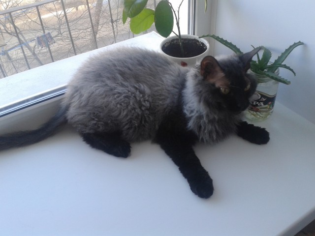 Котовторник 16.01.2018