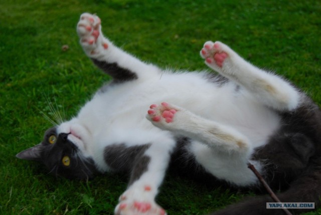 Уррааа! Котовторник на ЯПлакалъ!