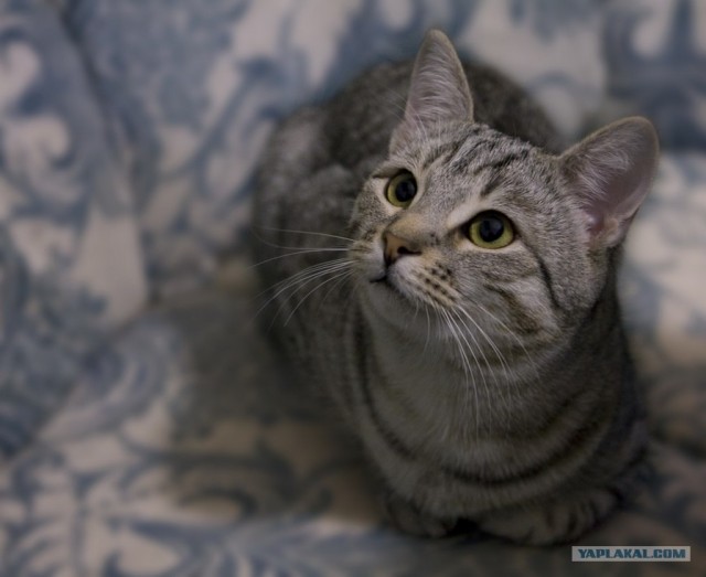 Котовторник на 03.02.2009