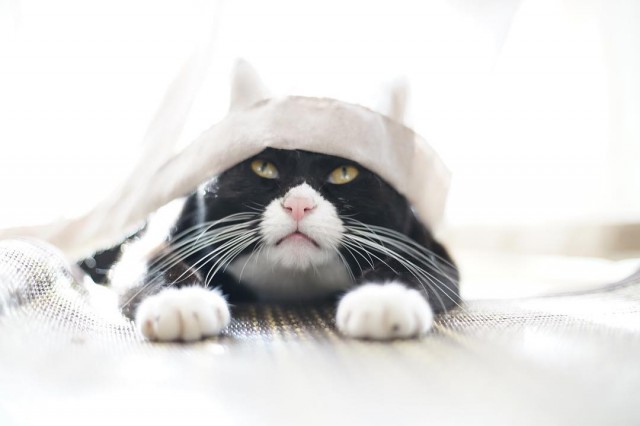 Прикольных котов пост