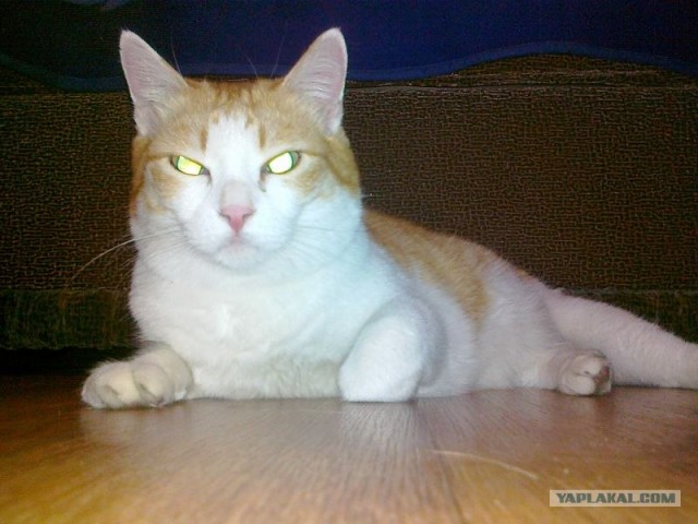 Котовторник 06.12.2011