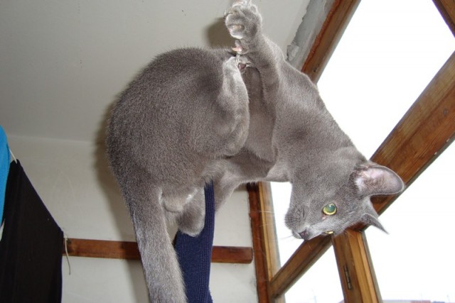 Котовторник 20.12.2011