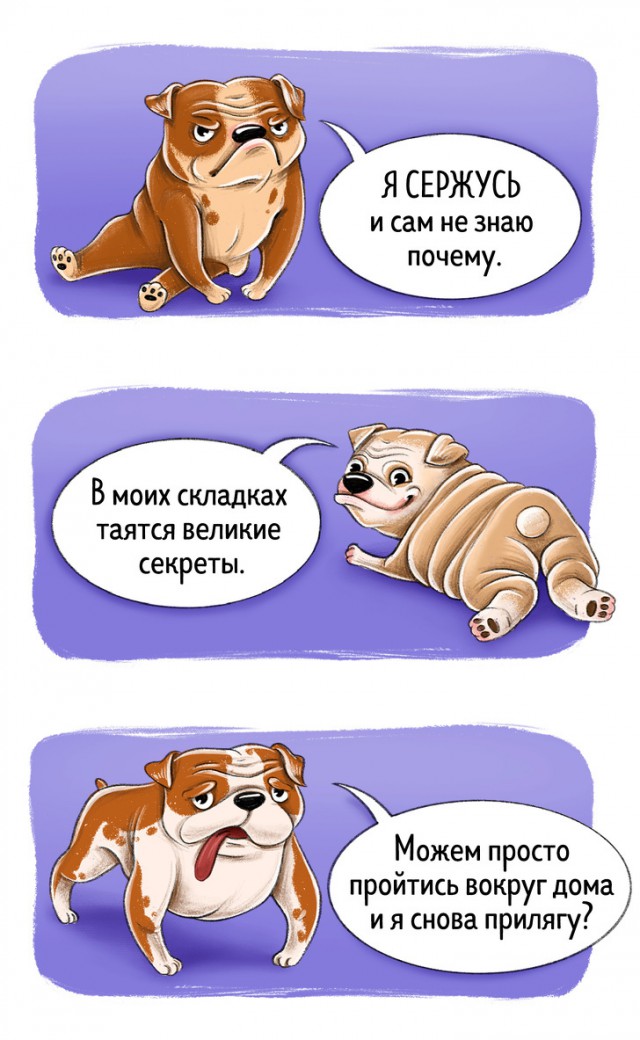 Гид по породам собак