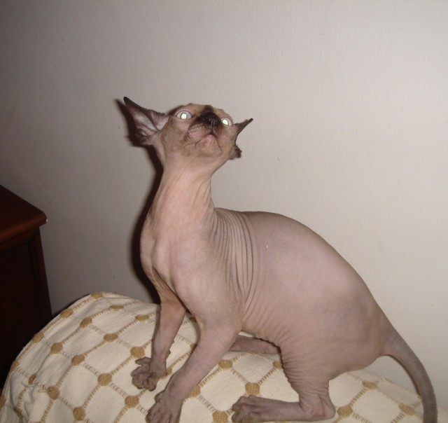 Котовторник (28.02.2012)