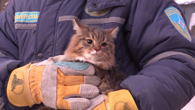 Спасатели достали собаку и шесть кошек из обрушившегося дома в Магнитогорске