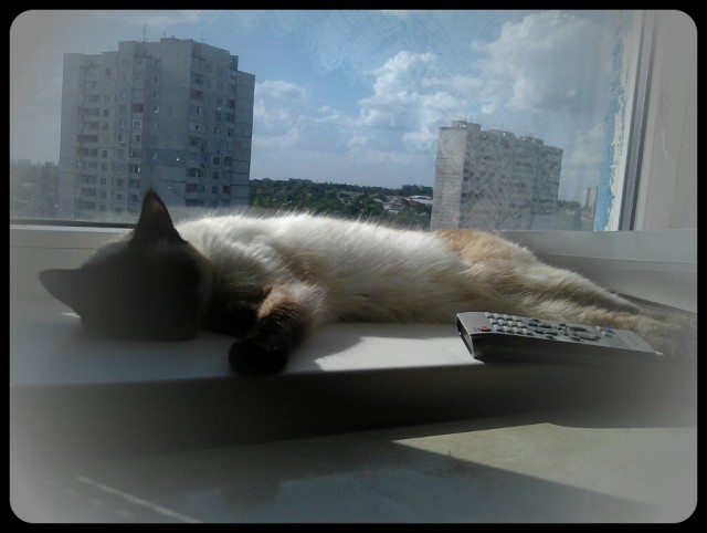 Котовторник  4.09.12