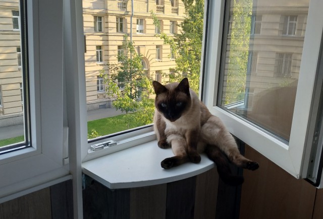 Забавные фото котеек