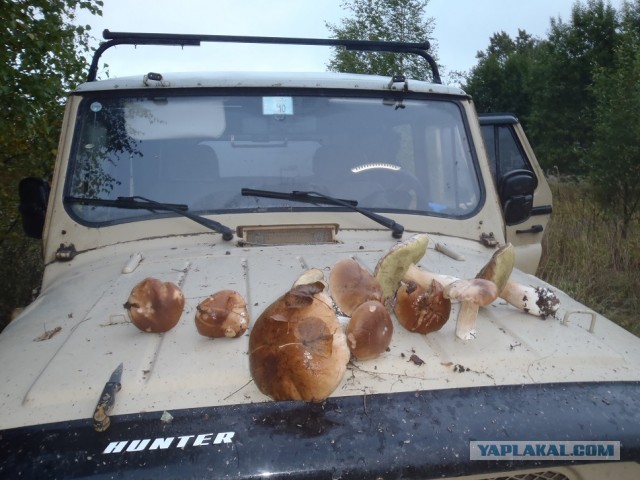 Грибной пост