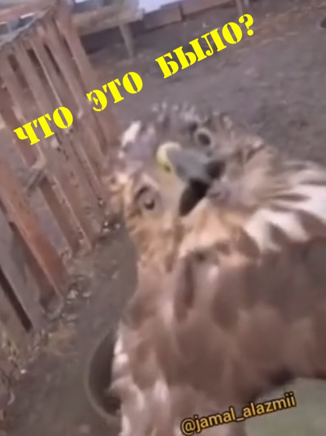 Никогда бы не подумал, что существую лютые куры-убийцы!