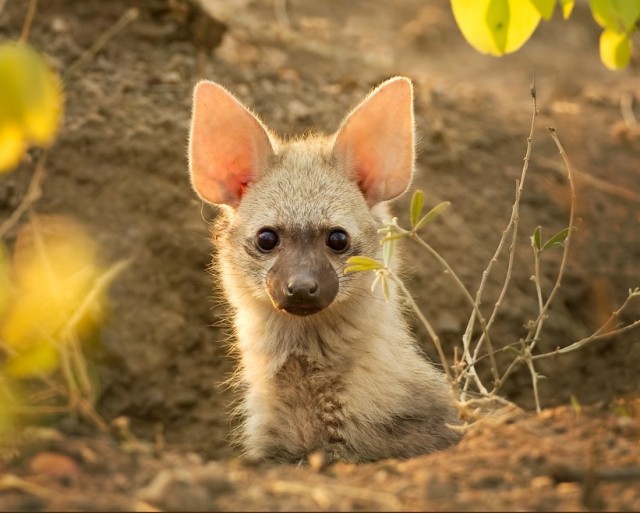 Живность 15.03.20