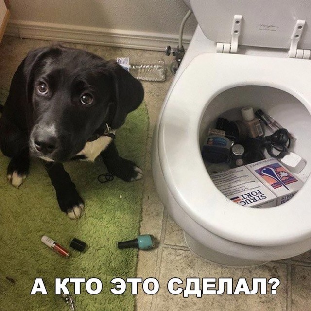 Так себе картинки #11