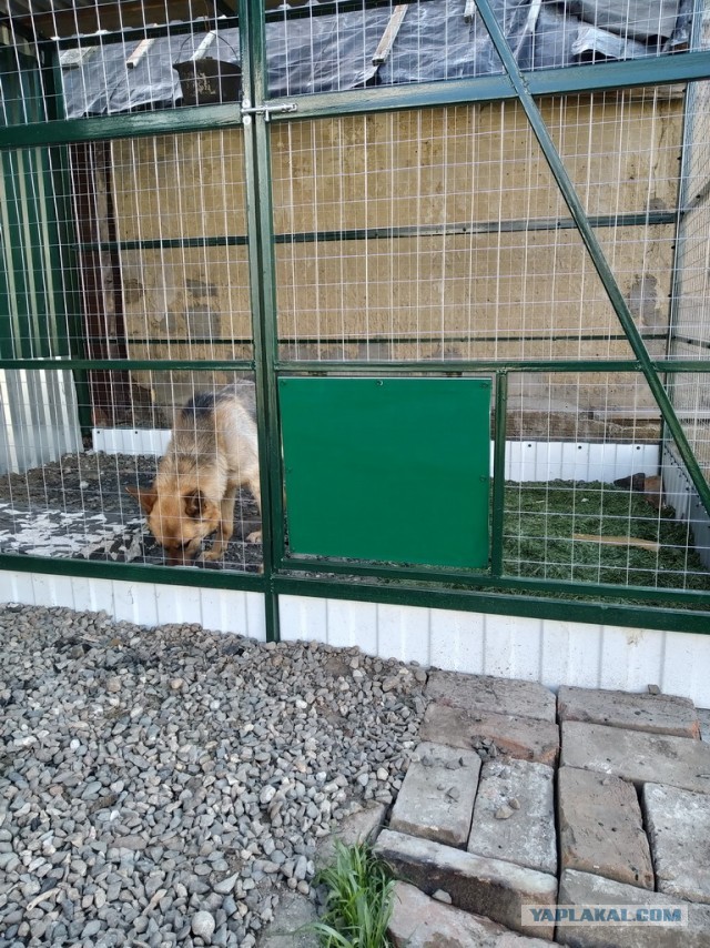 Немного рукоделия к собакочетвергу