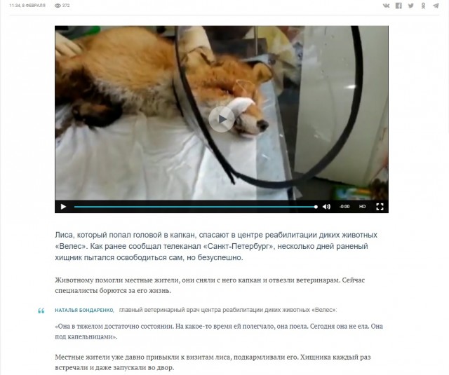 Лис попросил помощи у людей