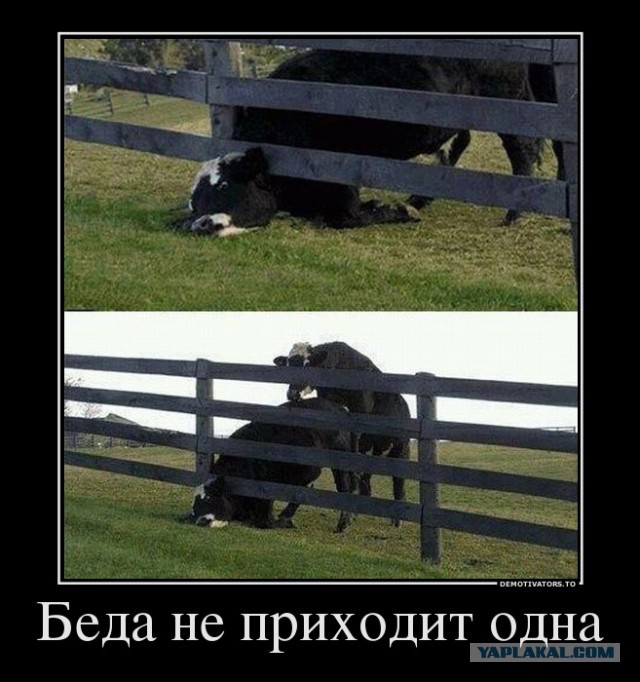 Домушник застрял в окне