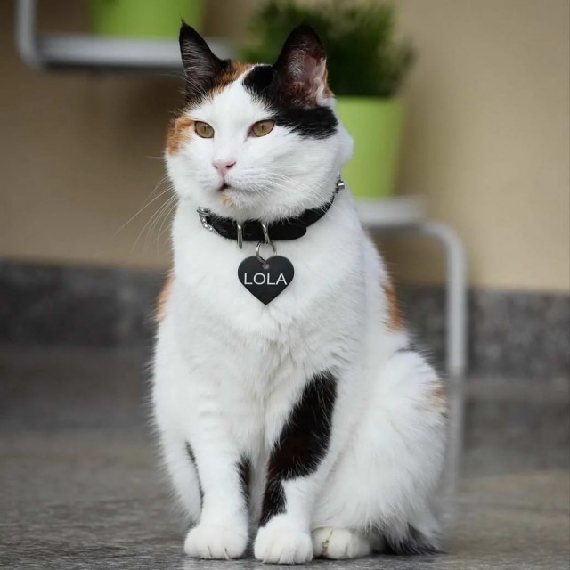 Разные котики