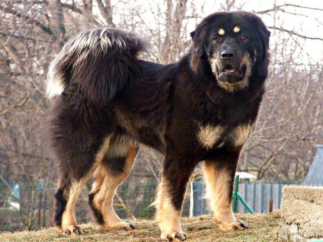 Альфа-самец пришел