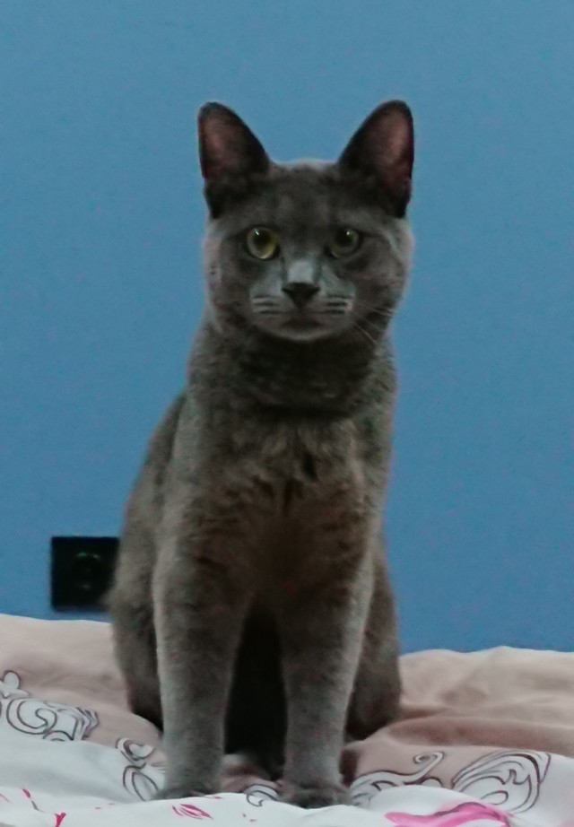 Котовторник 14.09.2021